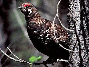 Snaro bird points bowhunting grouse